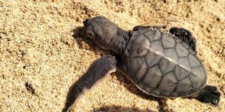 turtle