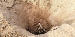 turtle nest