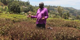 Tea farm 