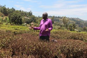 Tea farm 