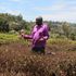 Tea farm 