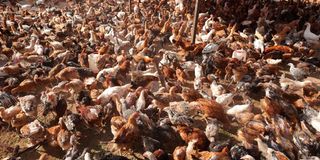 Salukya Farms
