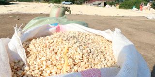 Maize harvest