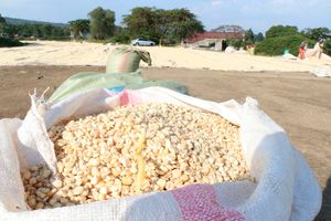 Maize harvest