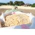 Maize harvest