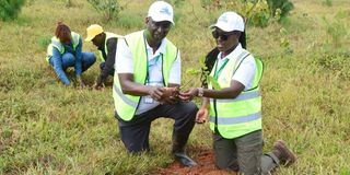 Planting trees 