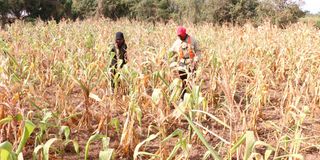Drought effect