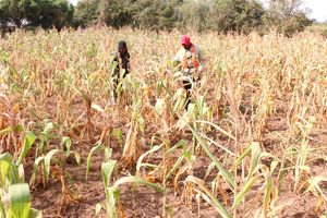Drought effect