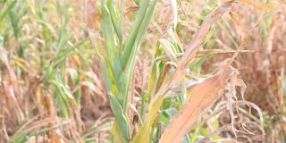 Drought effect