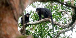 Likweli monkeys 