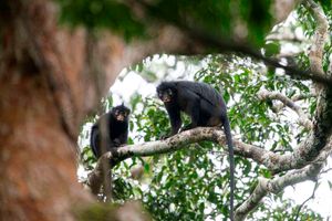 Likweli monkeys 