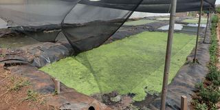 Leonard Nduati Kariuki farm