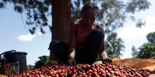 Leonard Nduati Kariuki farm