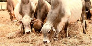 Livestock feeding