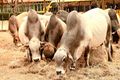 Livestock feeding