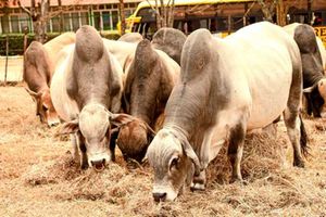 Livestock feeding