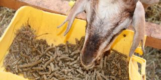 animal feeds 