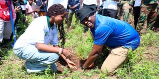 Tree planting