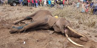Amboseli elephants death