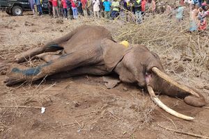 Amboseli elephants death