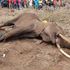 Amboseli elephants death
