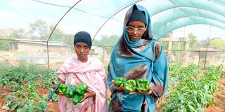 Najma Ado Mohamed