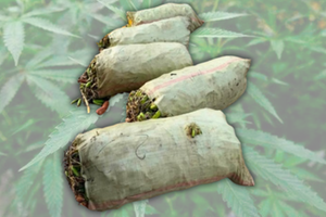 Cannabis sativa