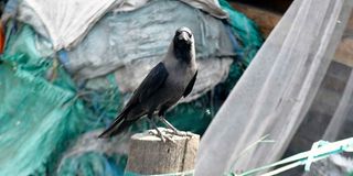 An Indian House Crow at Burma Market