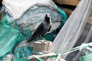 An Indian House Crow at Burma Market