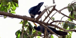An Indian House Crow at Burma Market