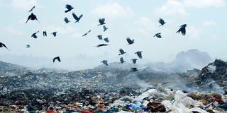Indian House Crows at the Mwakirunge dumpsite in Mombasa