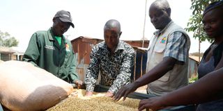Soya beans
