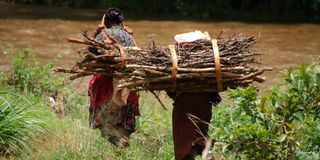 Firewood