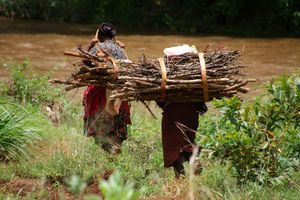 Firewood