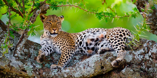 Leopard