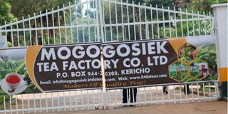 Mogogosiek tea factory