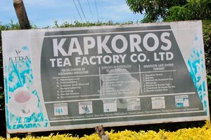Kapkoros tea factory 