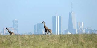 Giraffes