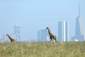 Giraffes