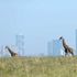 Giraffes