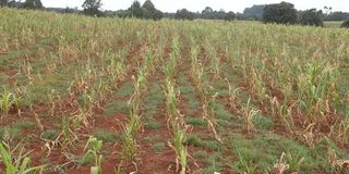 withered maize