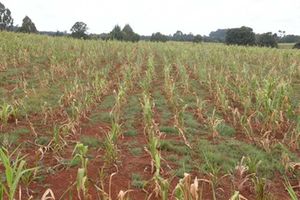 withered maize