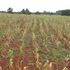 withered maize