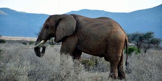 Elephant