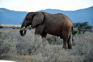 Elephant