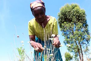 Nancy Wambui 