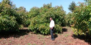 pyrethrum farmer