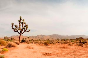 dryland