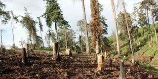 Bahati Forest