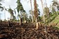 Bahati Forest